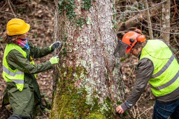 Reliable Lincoln City, OR Tree Services Solutions