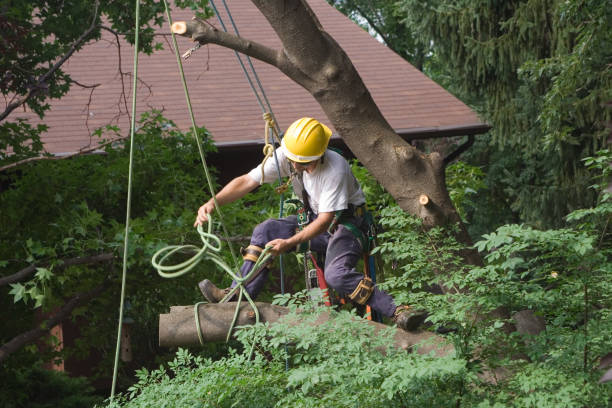 How Our Tree Care Process Works  in  Lincoln City, OR