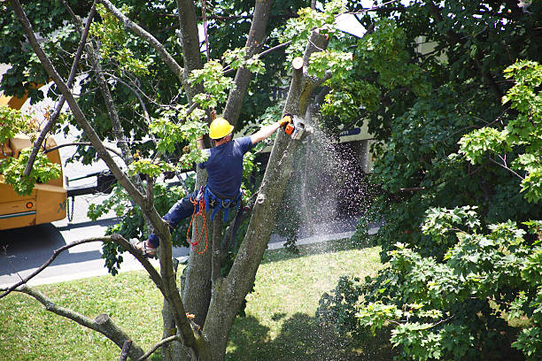 Best Commercial Tree Services  in Lincoln City, OR